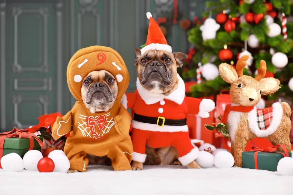 Pugs Christmas Costume 2370447379