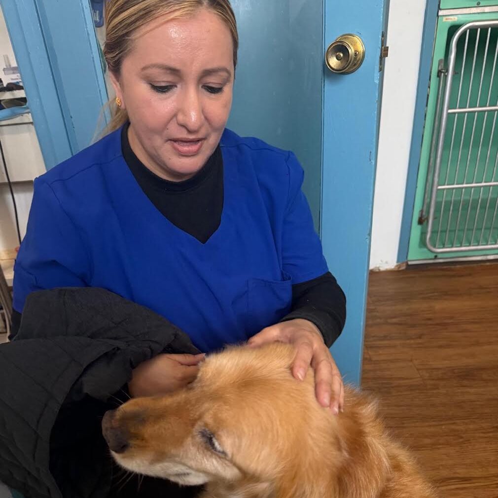 Airport Vet Clinic Rosy